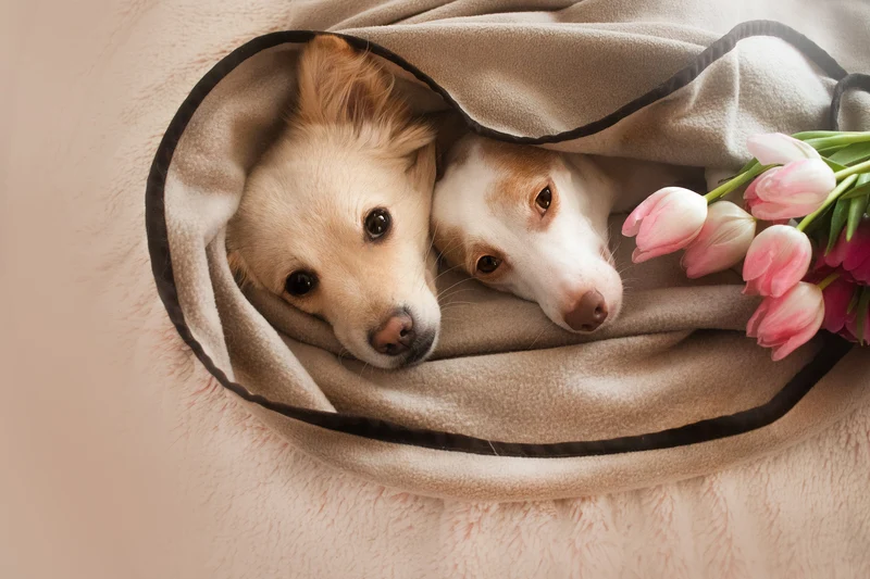 Hundedecke Schmusefleece BEIGE, 100×140 cm