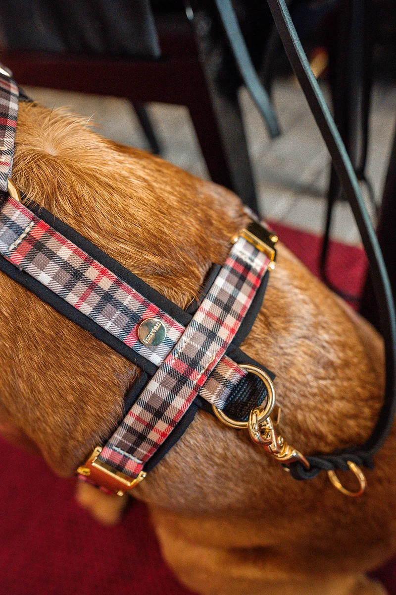 Hundegeschirr FLANEUR