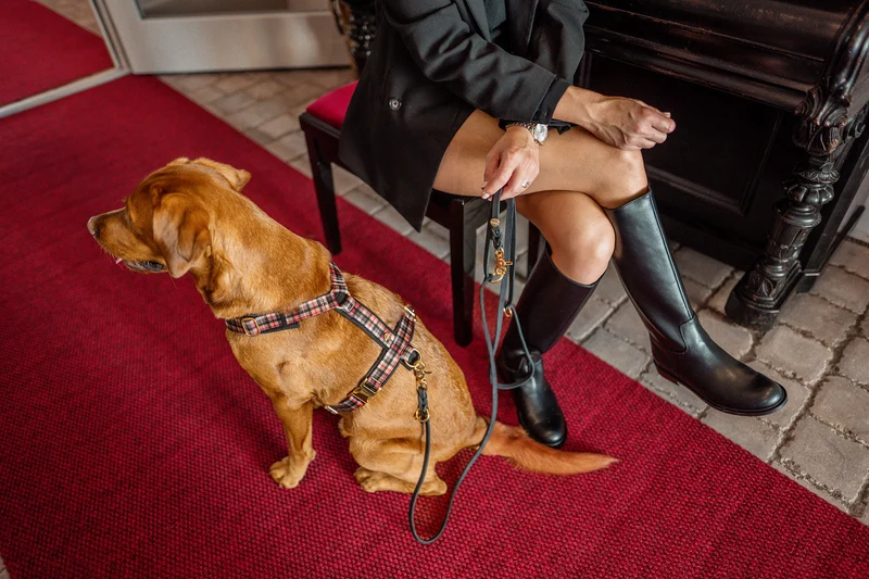 Hundegeschirr FLANEUR