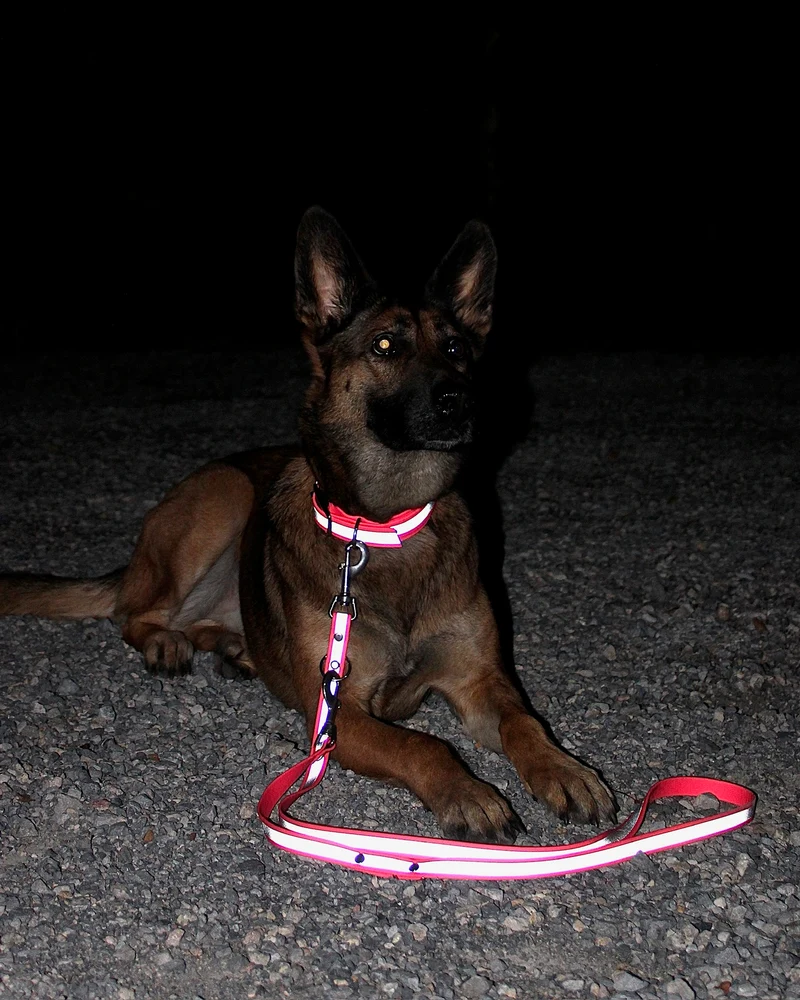Reflektierendes Hundehalsband & Leine