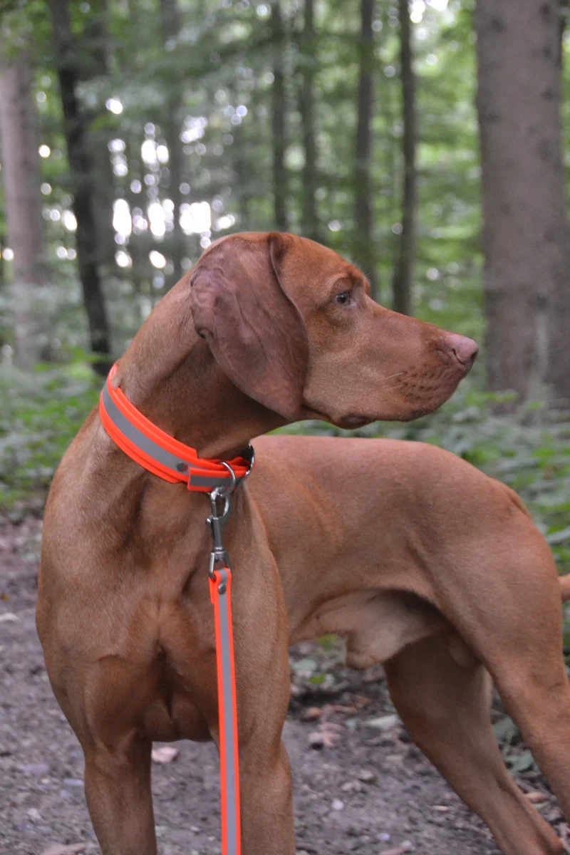 Reflektierendes Hundehalsband & Leine