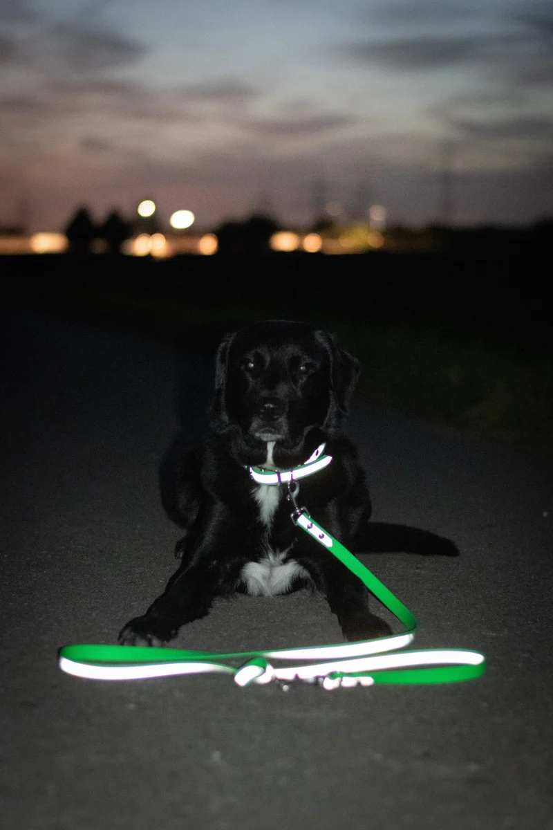 Reflektierendes BioThane® Hundehalsband Neon