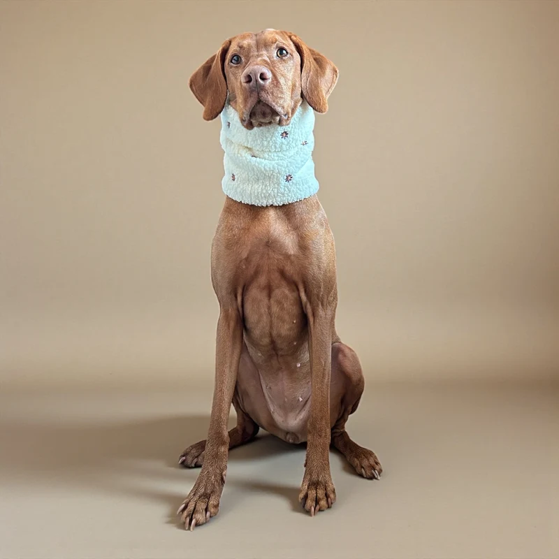 Hundeloop – individueller Loop für Hunde