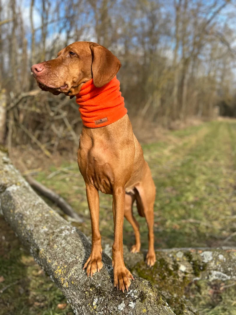 Hundeloop – individueller Loop für Hunde