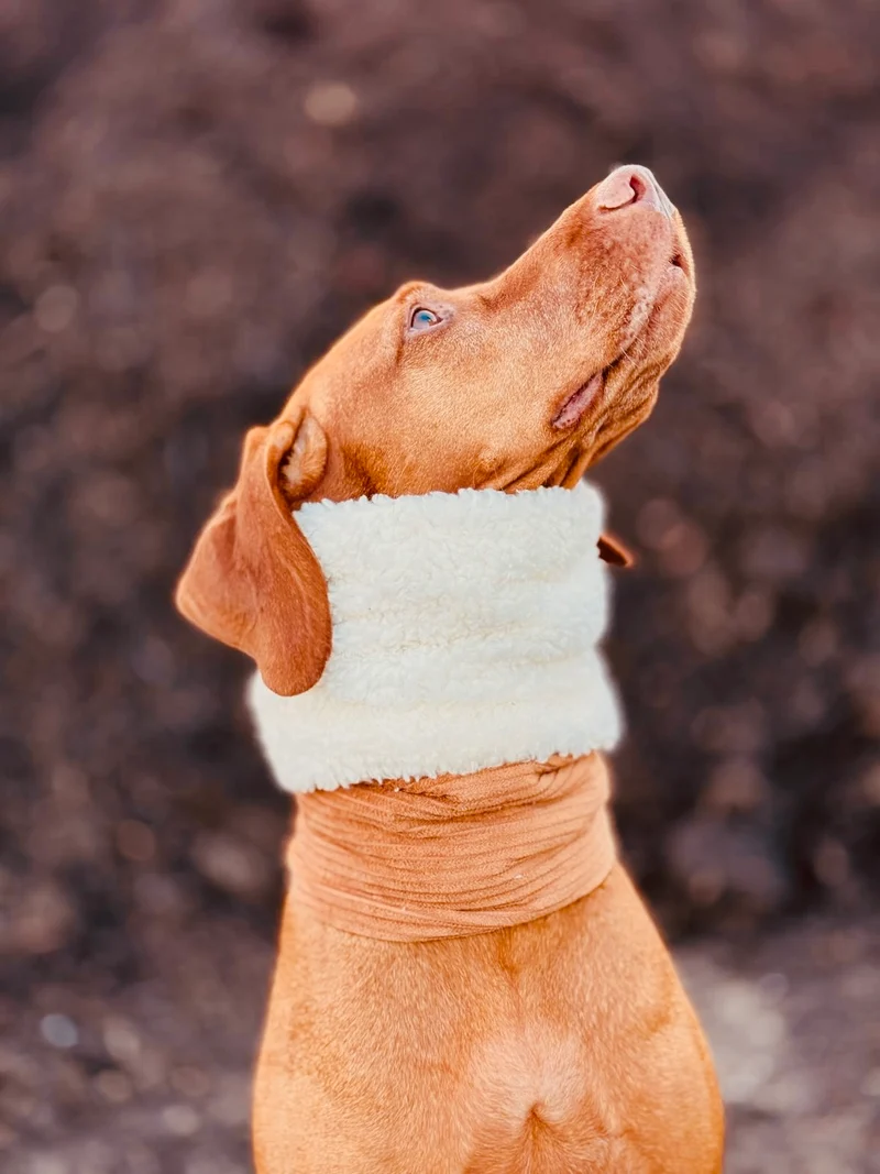 Hundeloop – individueller Loop für Hunde