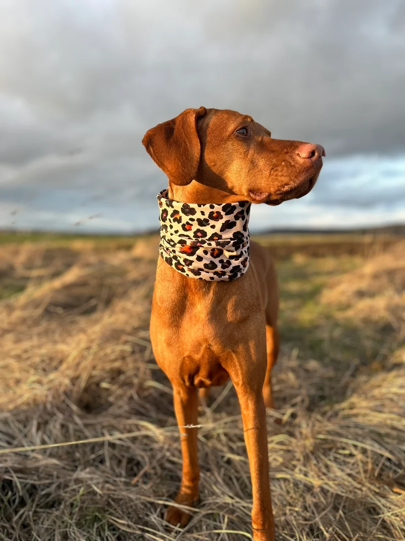 Hundeloop – individueller Loop für Hunde