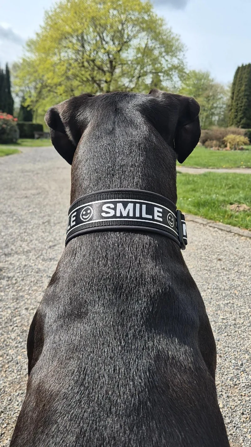 Gepolstertes Hundehalsband SMILE verstellbar