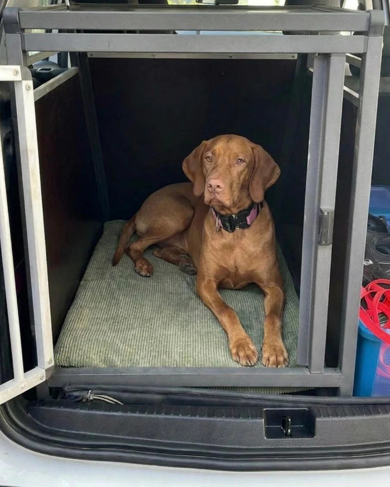 Gepolsterte Transportboxendecke nach Maß für Hunde