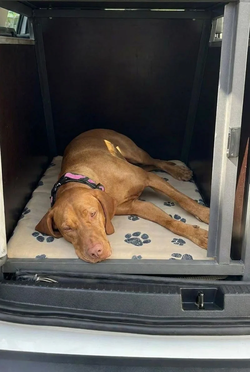 Gepolsterte Transportboxendecke nach Maß für Hunde