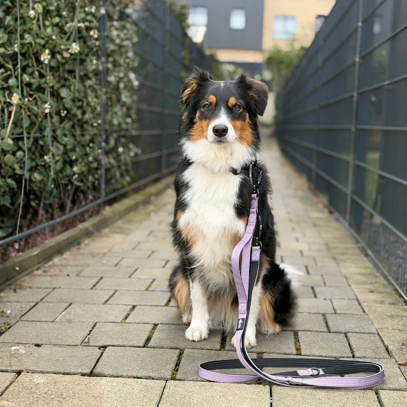 Nylon Pro Führleine Lilac