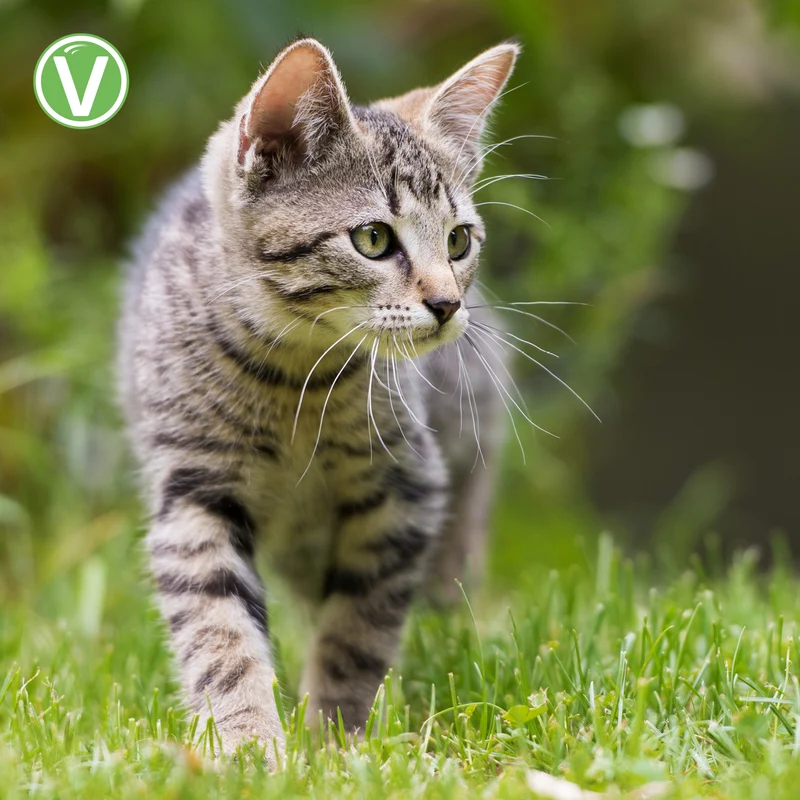 Kokolaurin Zecken- & Floh-Halsband für Katzen