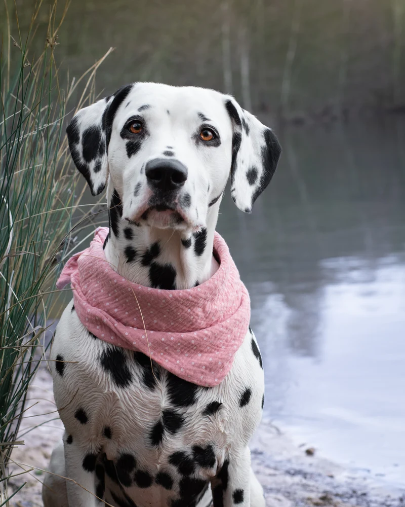 Hundehalstuch aus Musselin individuell