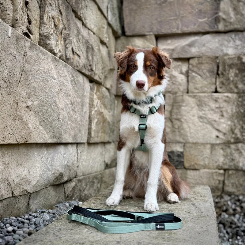 Y-Hundegeschirr 4fach-verstellbar mit Griff und Sicherheitsschnallen Sage Green - ultraleicht