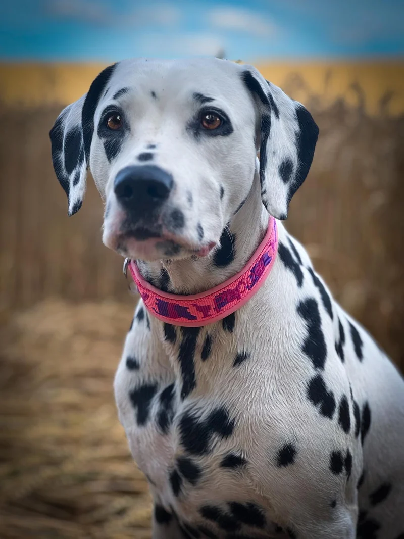 Hundehalsband personalisiert mit Namen gepolstert