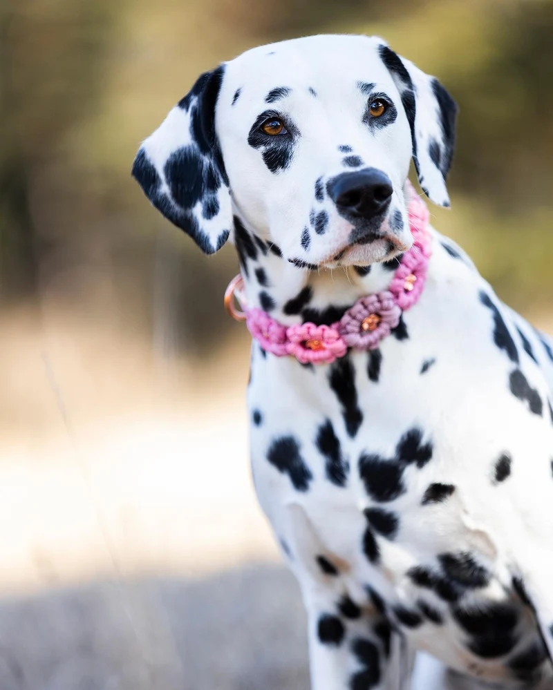 Hundehalsband aus Paracord