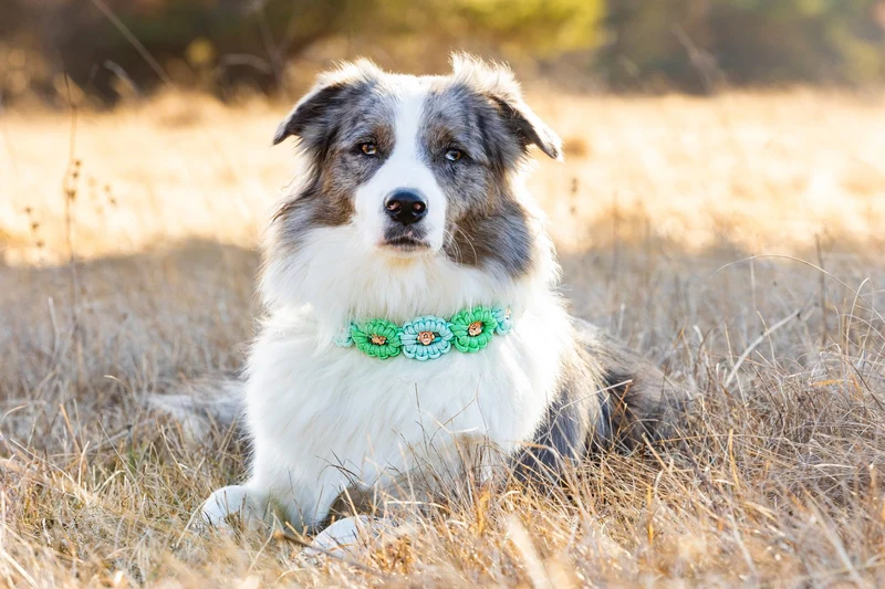 Hundehalsband aus Paracord