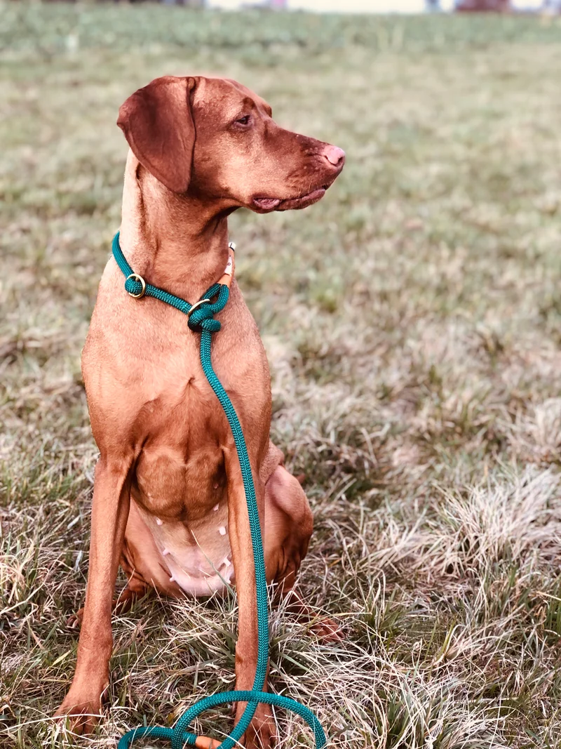 Retriever Hundeleine aus Tau