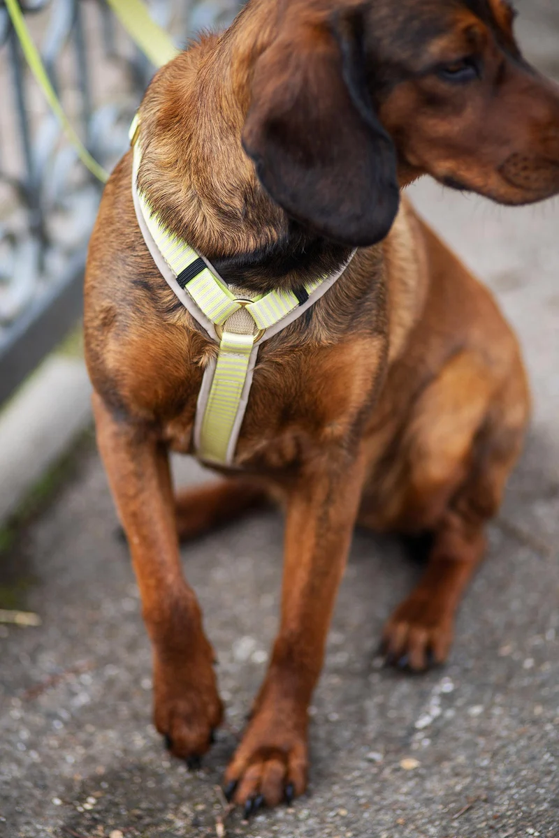 Hundegeschirr SUNNY