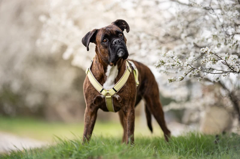 Hundegeschirr SUNNY