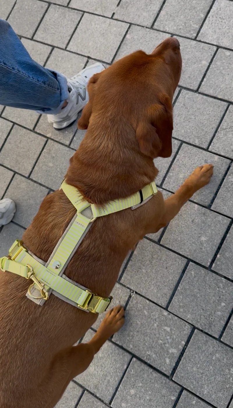 Hundegeschirr SUNNY