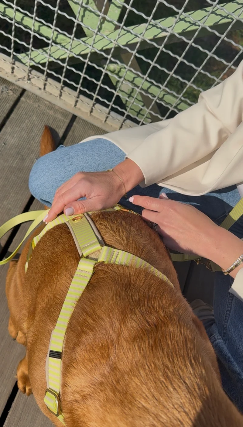 Hundegeschirr SUNNY