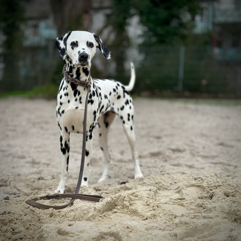 Retrieverleine aus Fettleder