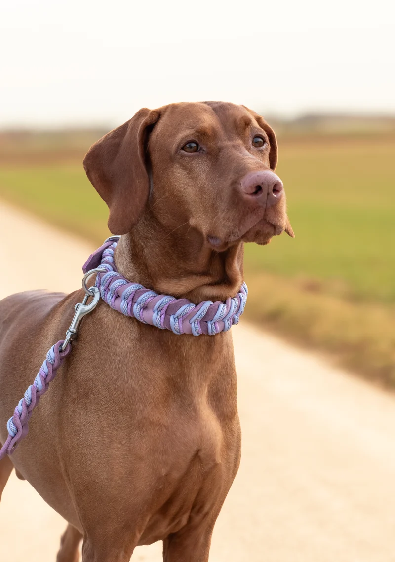 Fettleder Hundehalsband und Leine – individuell
