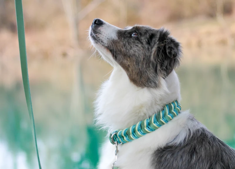 Fettleder Hundehalsband und Leine – individuell