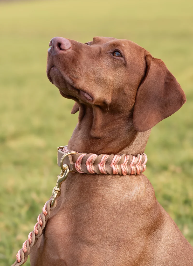 Fettleder Hundehalsband und Leine – individuell