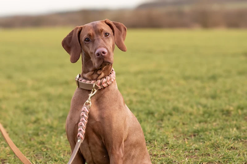 Fettleder Hundehalsband und Leine – individuell