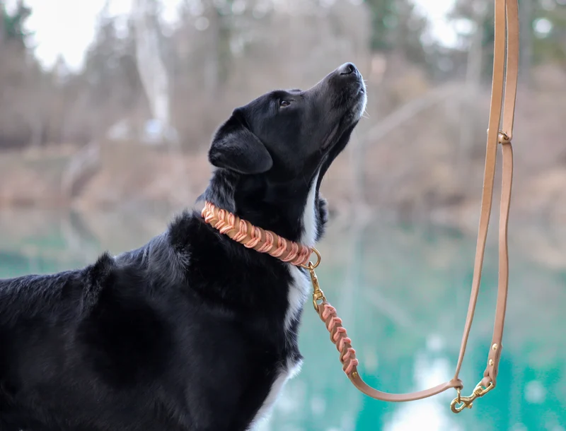 Fettleder Hundehalsband und Leine – individuell