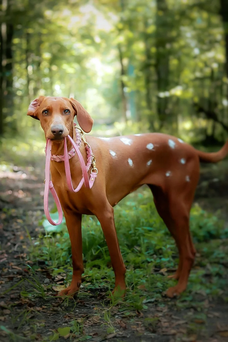 Fettleder Hundehalsband und Leine – individuell