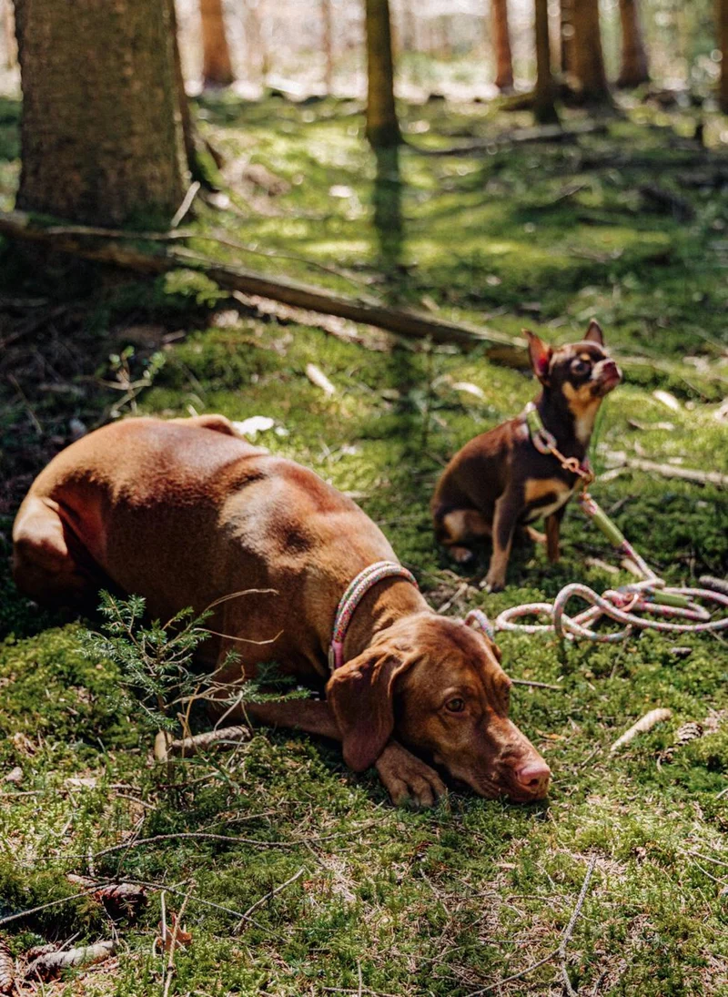 Tau Hundehalsband & Leine – individuell