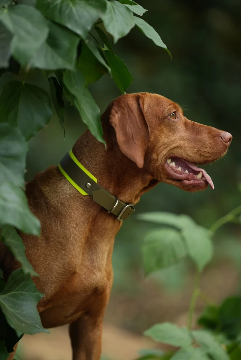 Hundehalsband & Leine aus BioThane® – individuell