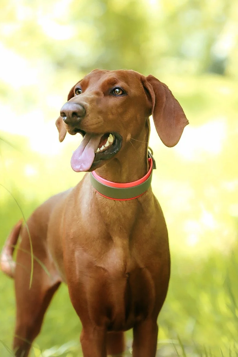 Hundehalsband & Leine aus BioThane® – individuell