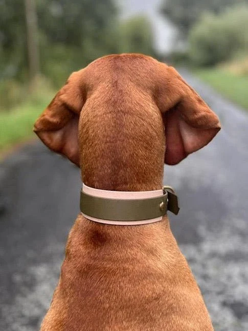 Hundehalsband & Leine aus BioThane® – individuell