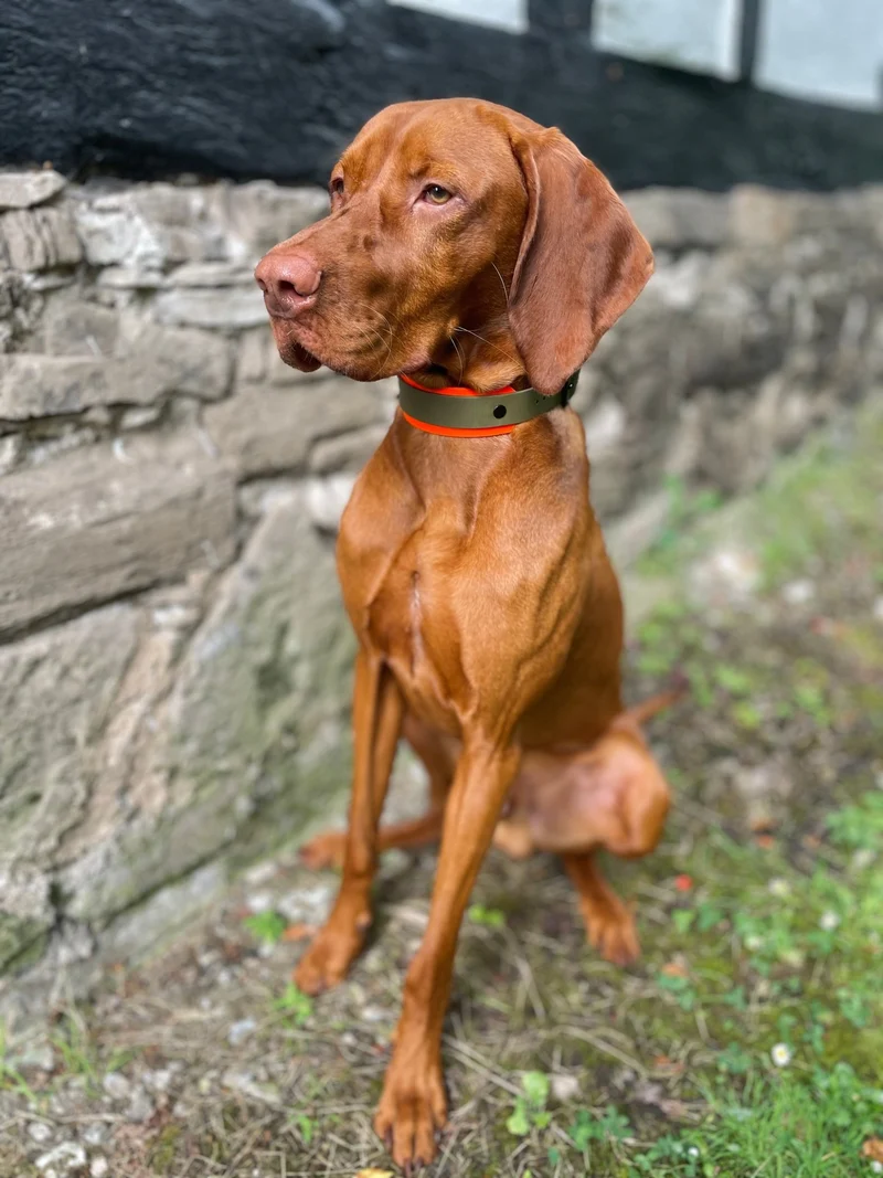 Hundehalsband & Leine aus BioThane® – individuell