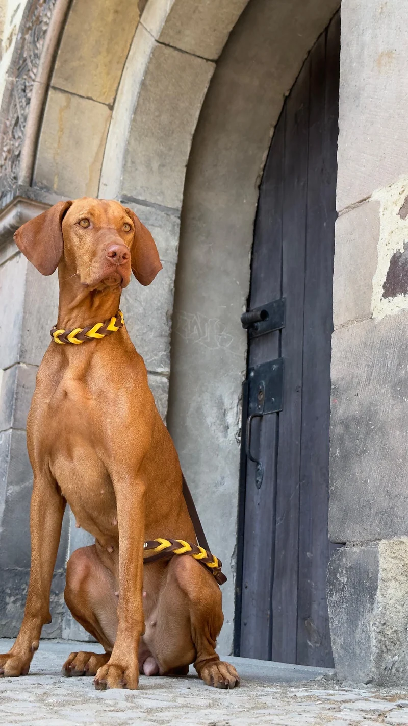 Retrieverleine aus Fettleder – Hundeleine zweifarbig geflochten
