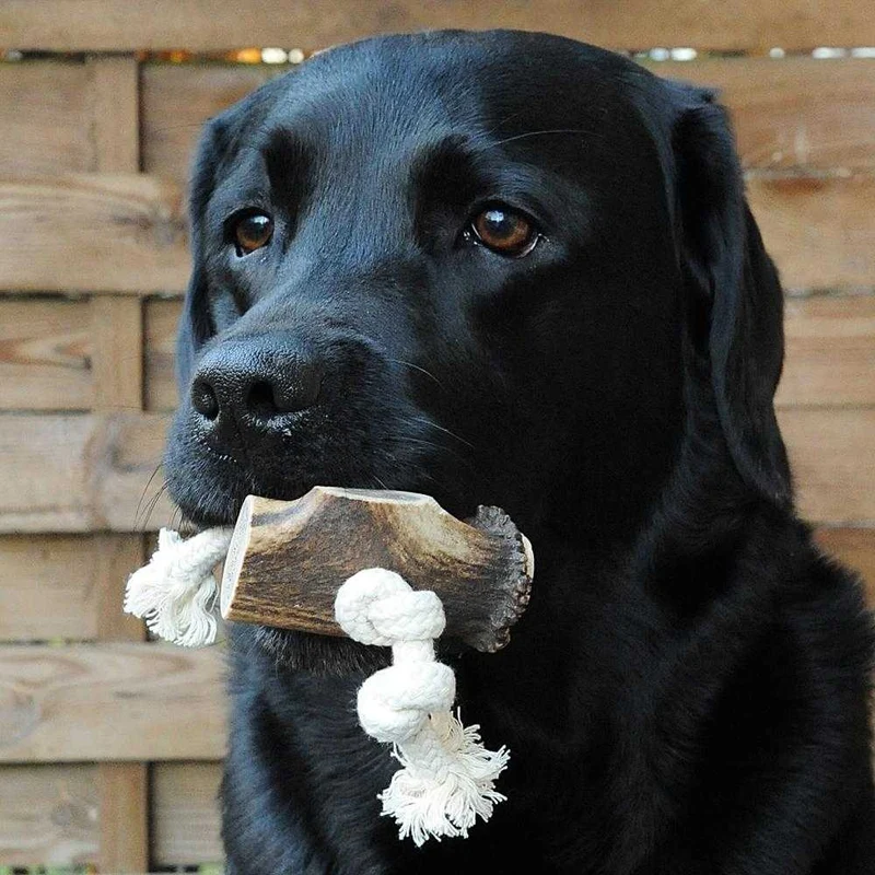 Geweih-Snack mit 1 Hornstück