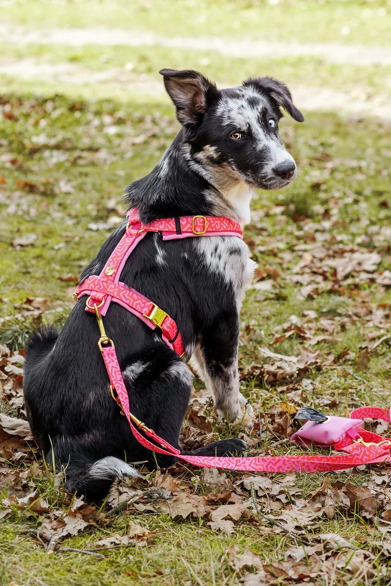 Hundegeschirr SWEETY