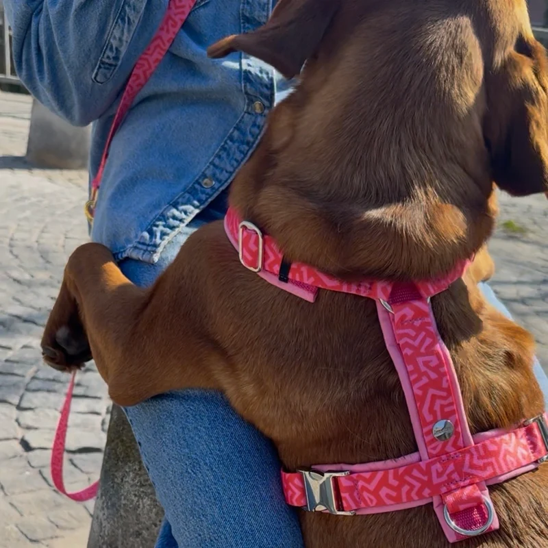 Hundegeschirr SWEETY