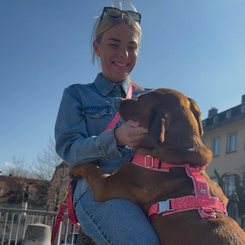 Hundegeschirr SWEETY