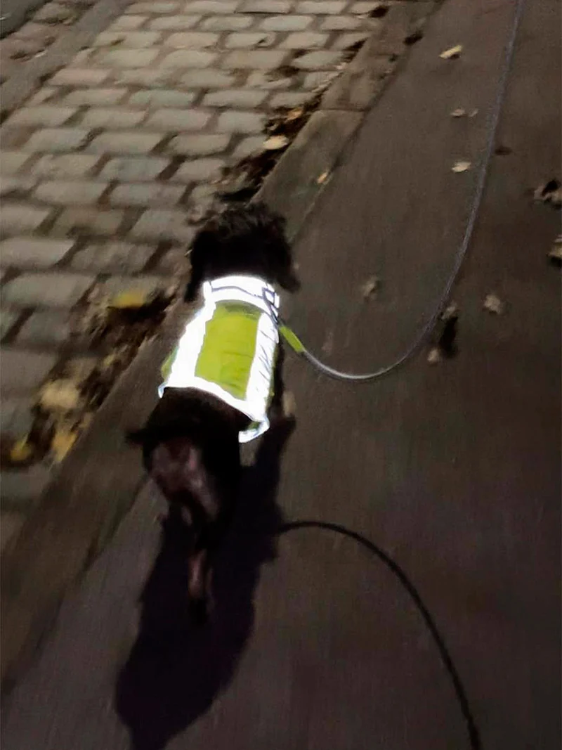 Halsband Softie REFLEKT