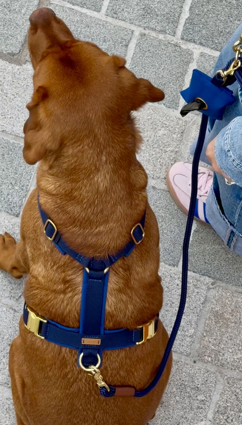 Hundegeschirr Softie DUNKELBLAU