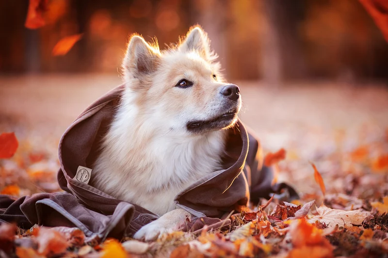 Hundedecke Schmusefleece BRAUN, 100×140 cm