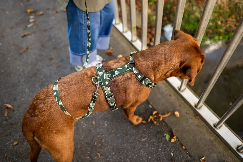 Hundegeschirr ENTDECKER