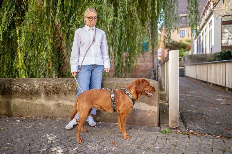 Hundegeschirr ENTDECKER