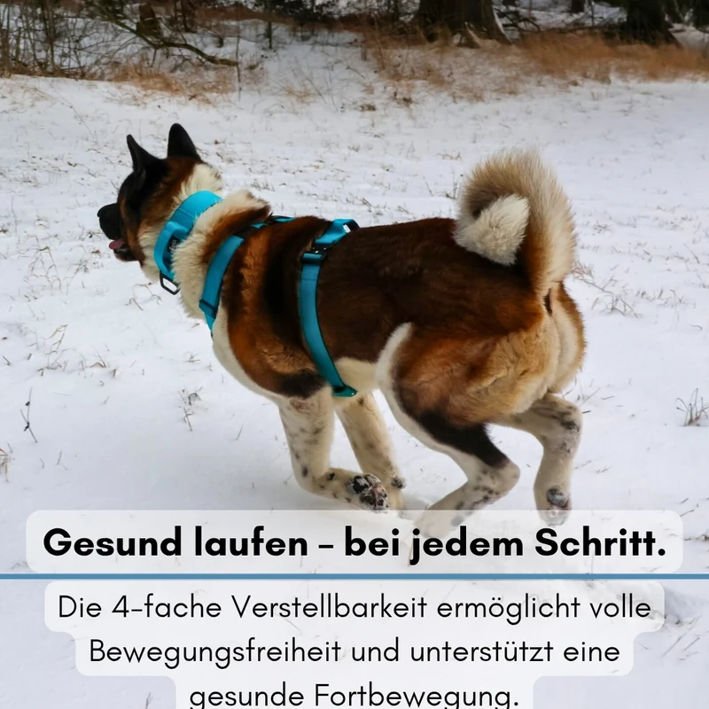 Y-Hundegeschirr 4fach-verstellbar mit Griff und Sicherheitsschnallen Arctic Sky - ultraleicht