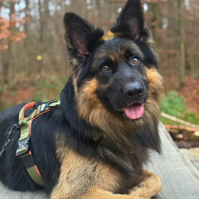 Y-Hundegeschirr 4fach-verstellbar mit Griff und Sicherheitsschnallen Hunter Glow - ultraleicht