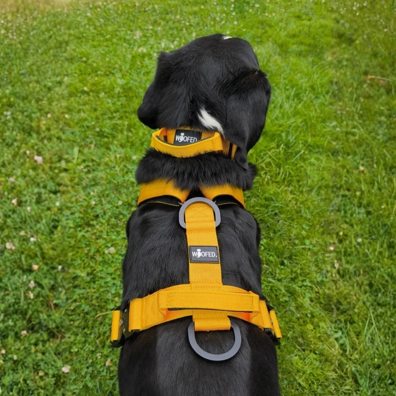 Y-Hundegeschirr 4fach-verstellbar mit Griff und Sicherheitsschnallen Sunset Yellow - ultraleicht